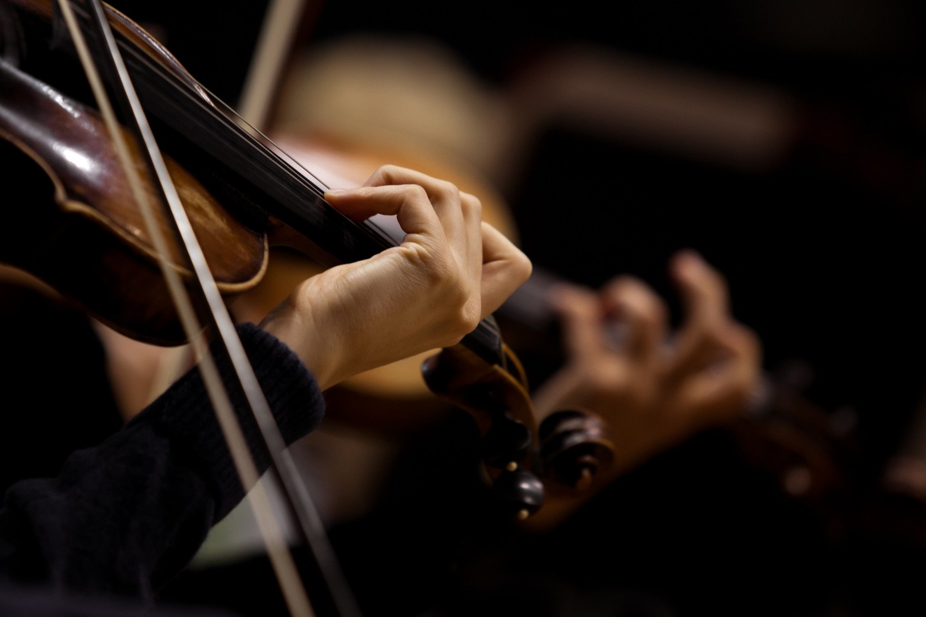 Viola